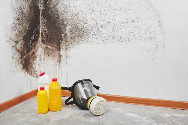 Best Mold Damage Repair  in Lexington, SC