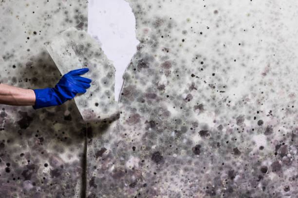 Best Mold Removal Company Near Me  in Lexington, SC