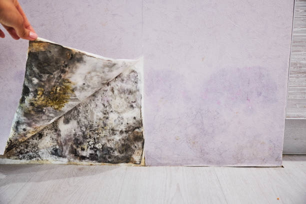 Trusted Lexington, SC Mold Removal Experts